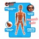 PREORDER OLD BOB (Nude figure)